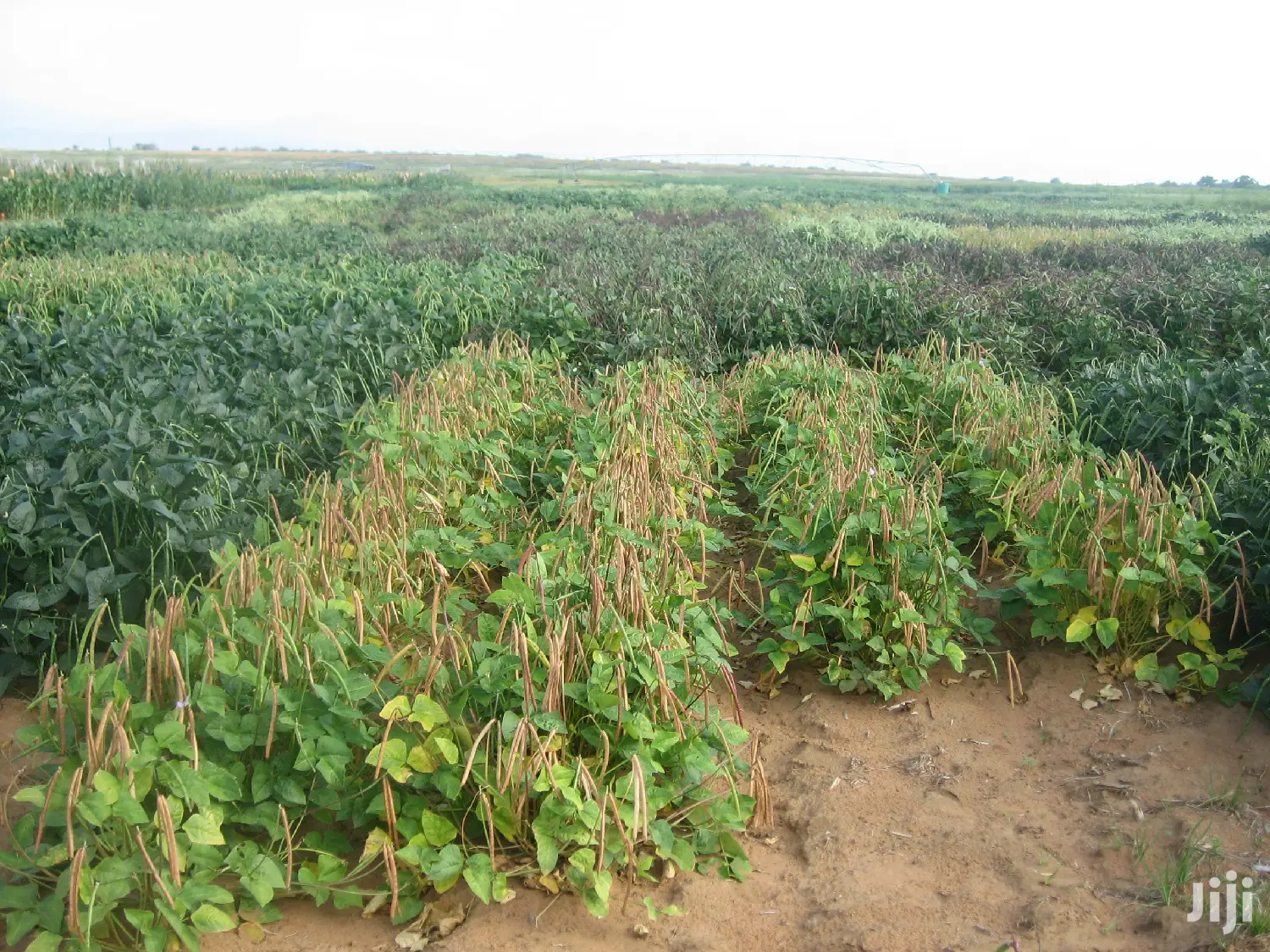 2 Acres Settlement and Agricultural/Farming Land
