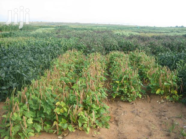2 Acres Settlement and Agricultural/Farming Land