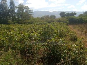 Cassava Mihogo - main view