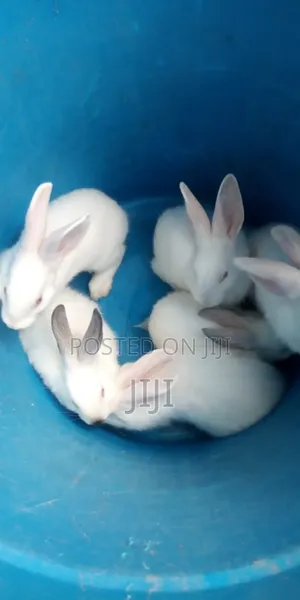 Pure Hybrid California and New Zealand Rabbits.