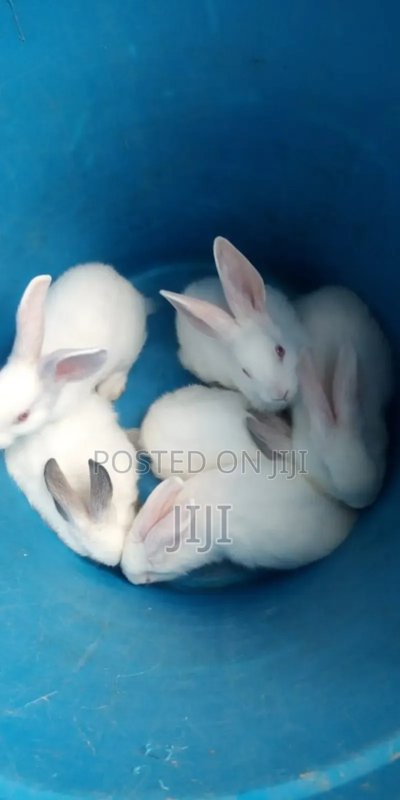Pure Hybrid California and New Zealand Rabbits.