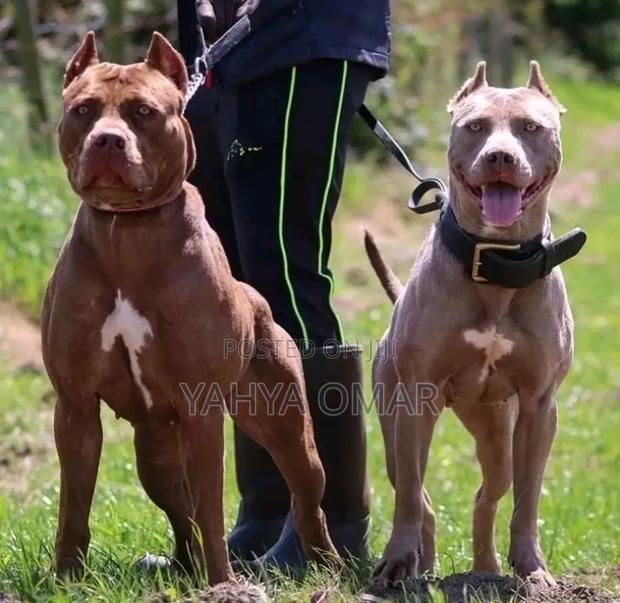 0-1 month Male Purebred American Pit Bull Terrier