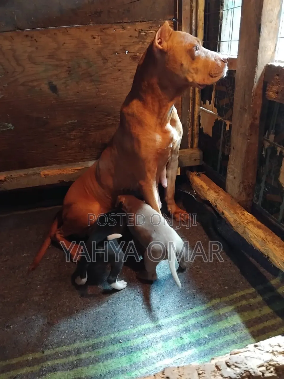 0-1 month Male Purebred American Pit Bull Terrier