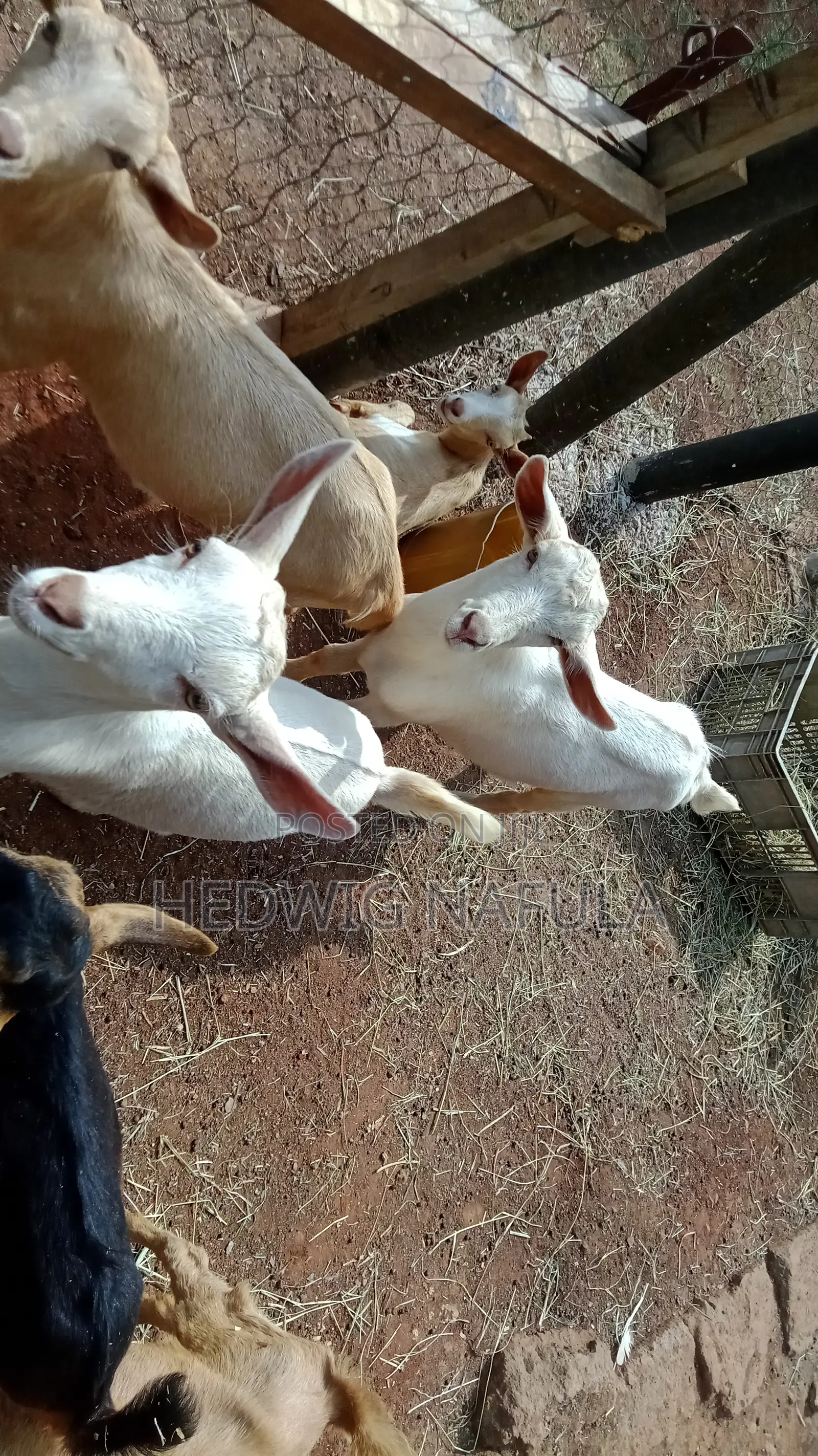 Dairy Male Goat Kids to Start Your Farm