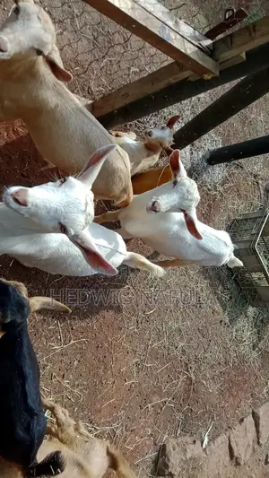 Dairy Male Goat Kids to Start Your Farm