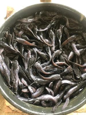 Fish Fingerlings for Catfish and Tilapia - main view