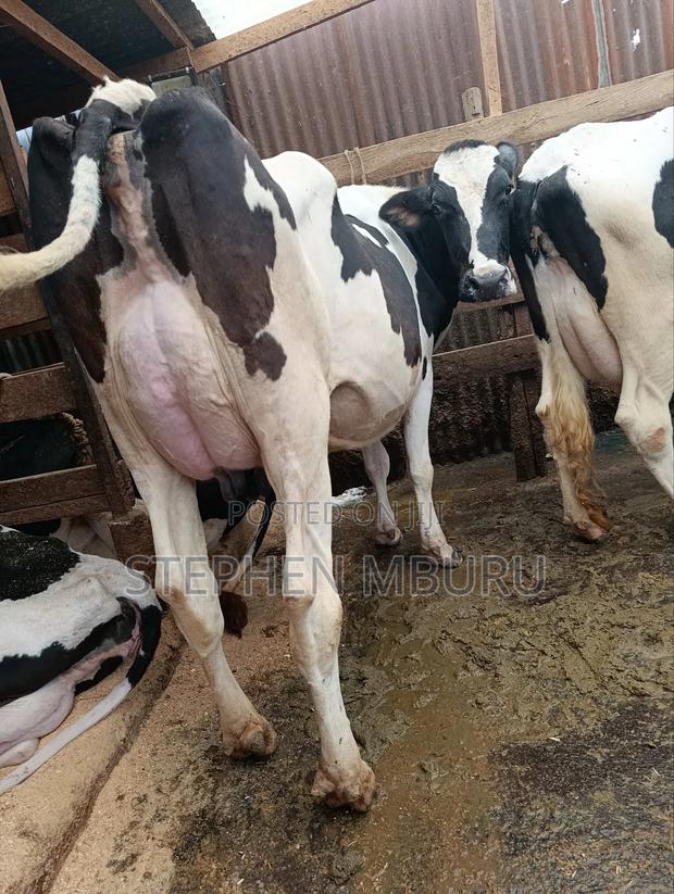 Freshian for Sell - main view