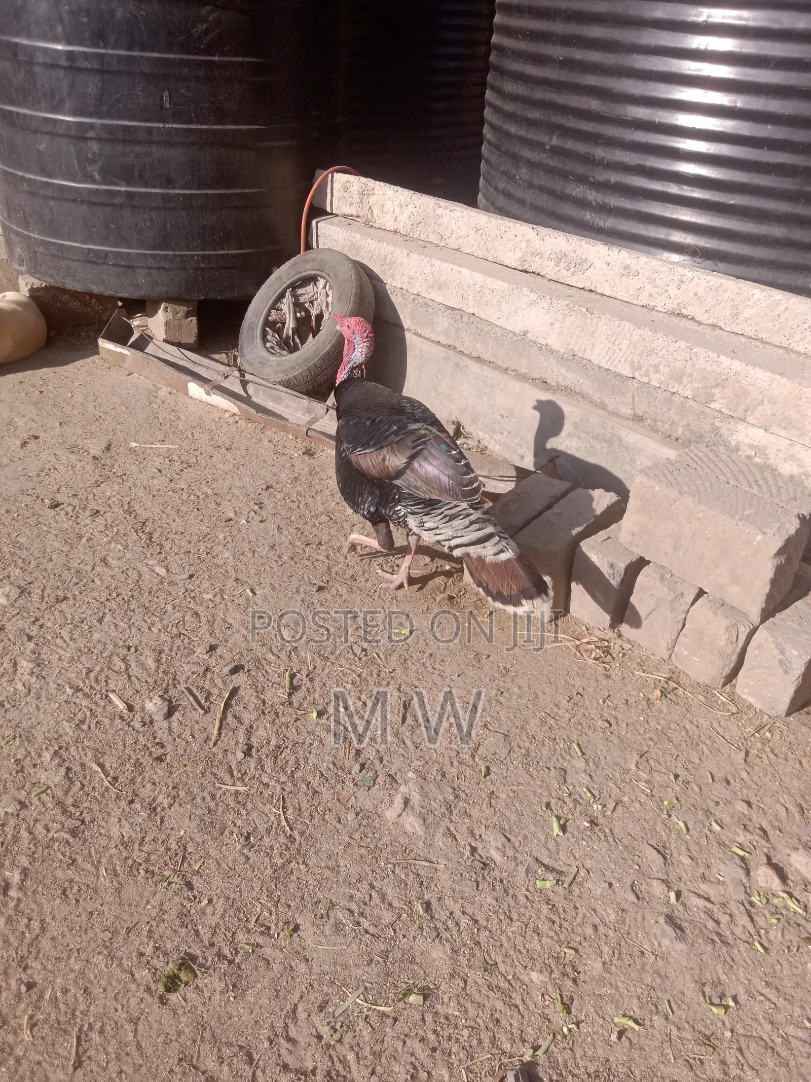 Male Bronze Turkey
