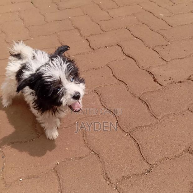 1-3 months Male Purebred Maltese