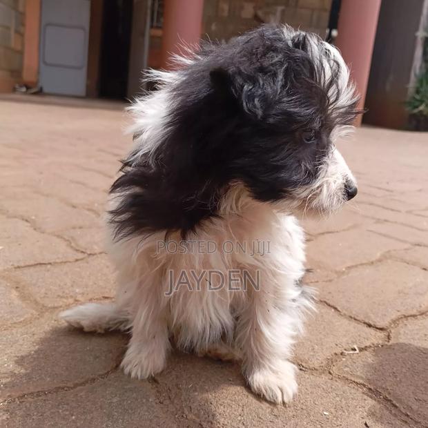 1-3 months Male Purebred Maltese - thumbnail 2
