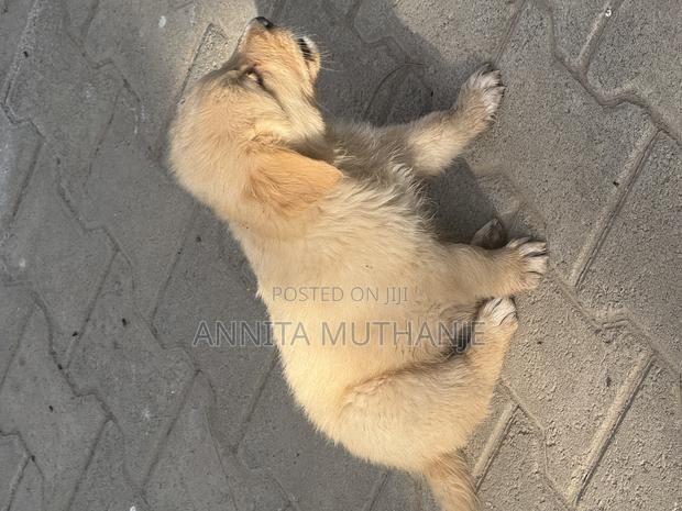 1-3 months Female Purebred Golden Retriever