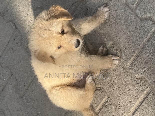 1-3 months Female Purebred Golden Retriever