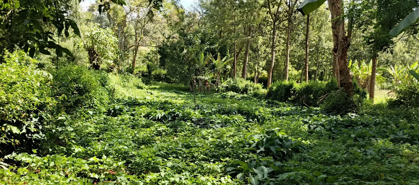 Karatina Tumutumu 3/4 Acre