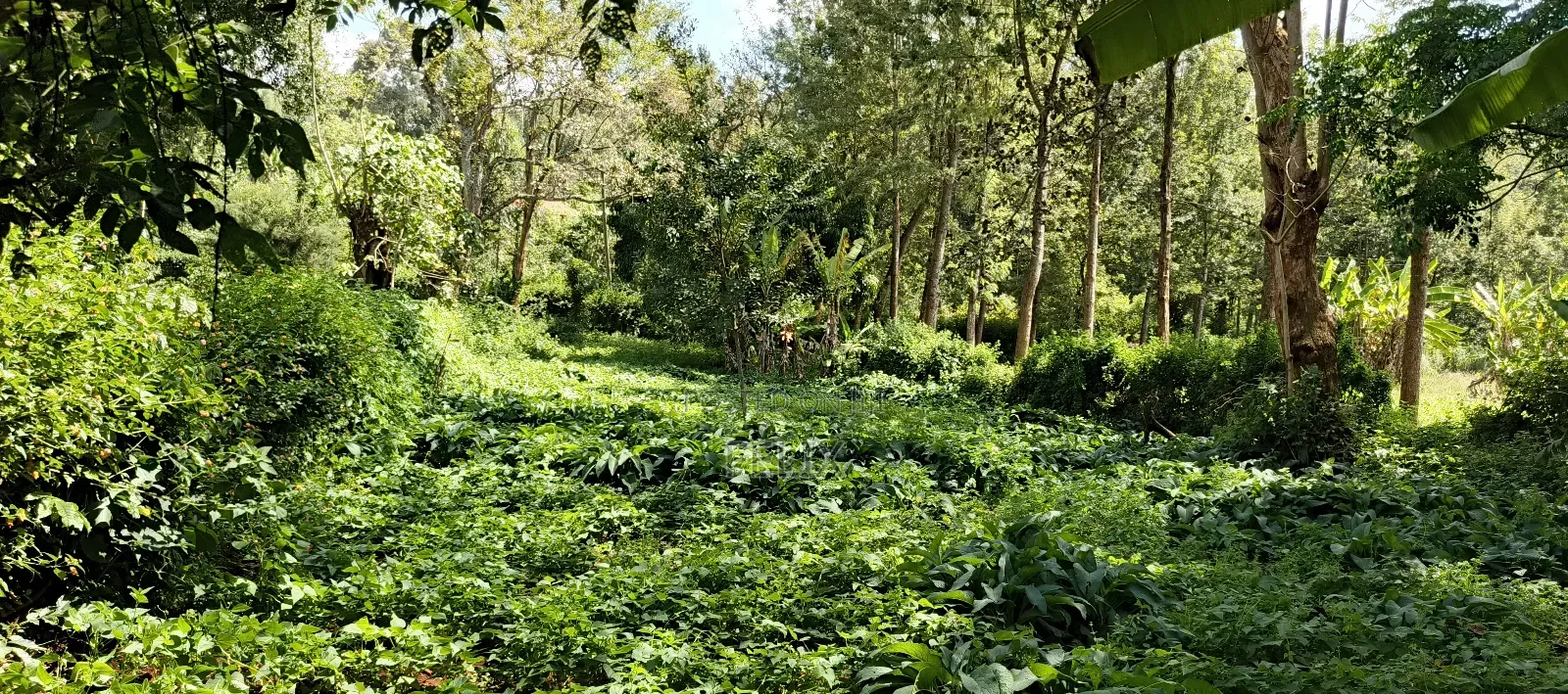 Karatina Tumutumu 3/4 Acre