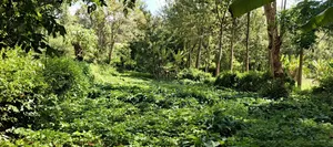 Karatina Tumutumu 3/4 Acre