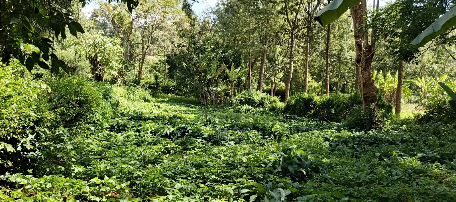 Karatina Tumutumu 3/4 Acre