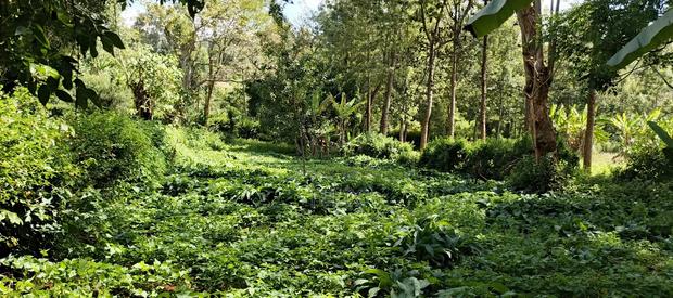Karatina Tumutumu 3/4 Acre - thumbnail 5