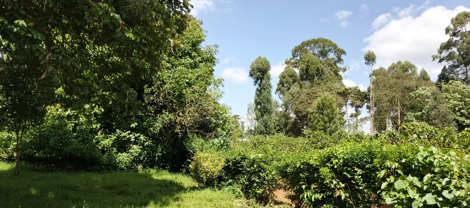 Karatina Tumutumu 3/4 Acre