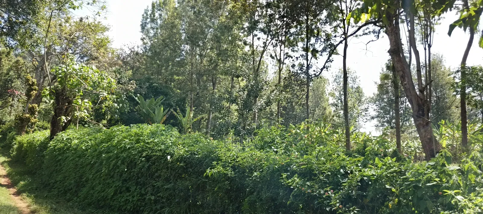 Karatina Tumutumu 3/4 Acre