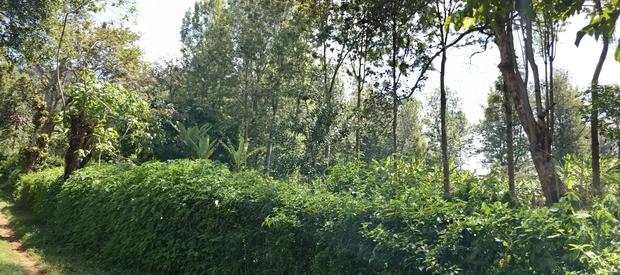 Karatina Tumutumu 3/4 Acre - thumbnail 8