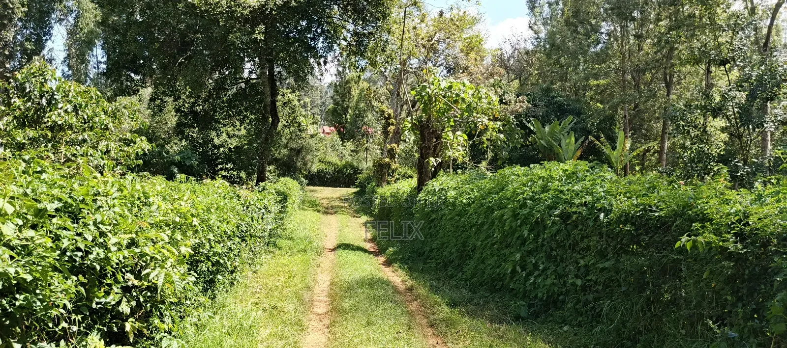 Karatina Tumutumu 3/4 Acre