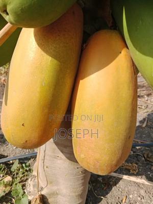 Pawpaw From Meru - main view