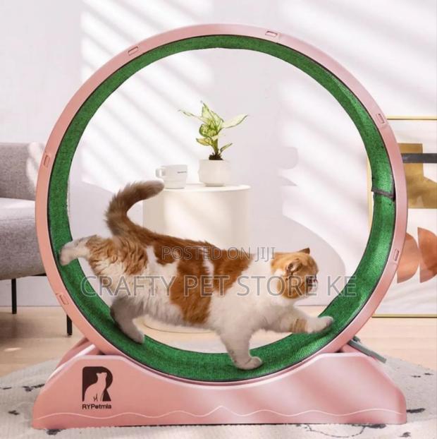 Cat Treadmill - main view