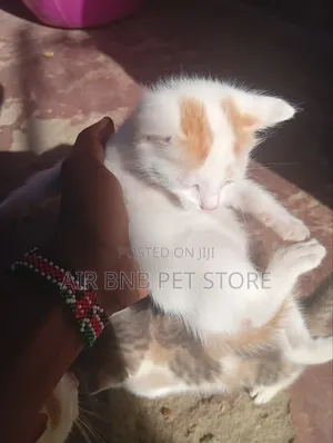 1-3 months Male Mixed Breed American Curl
