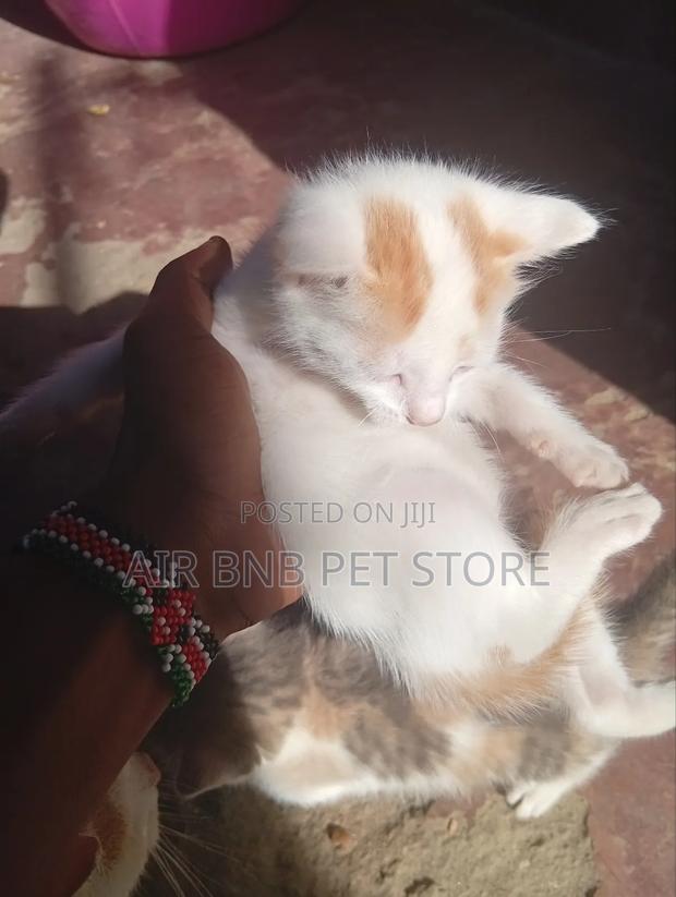 1-3 months Male Mixed Breed American Curl