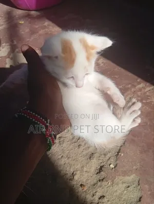 1-3 months Male Mixed Breed American Curl