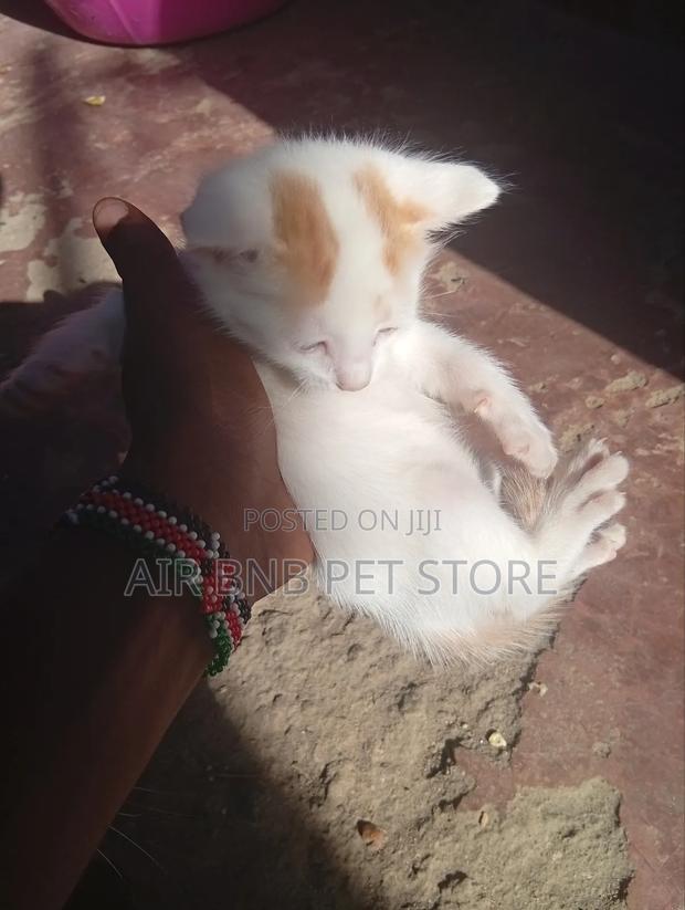 1-3 months Male Mixed Breed American Curl - thumbnail 3