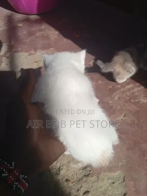 1-3 months Male Mixed Breed American Curl