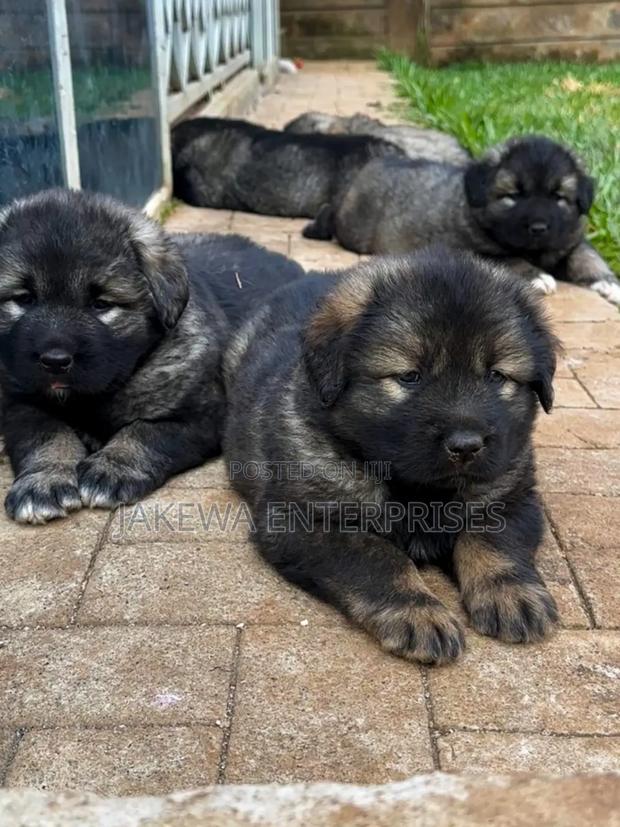 1-3 months Male Purebred Caucasian Shepherd - main view
