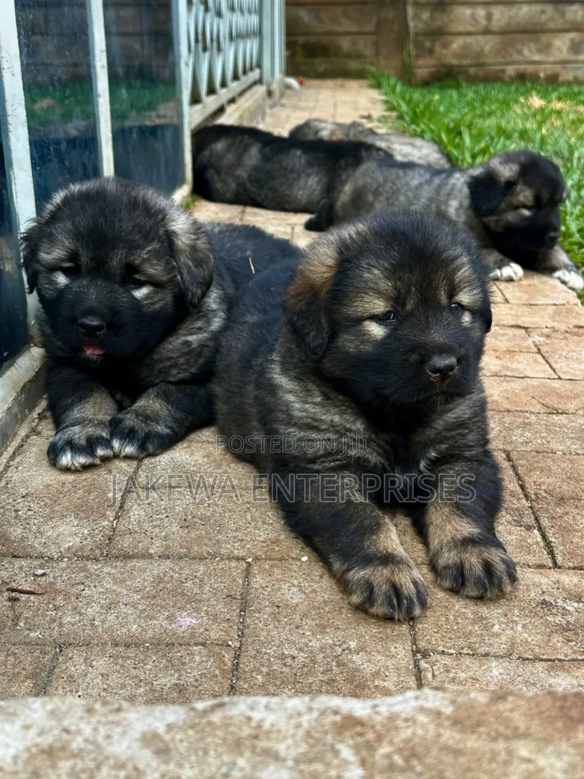 1-3 months Female Purebred Caucasian Shepherd