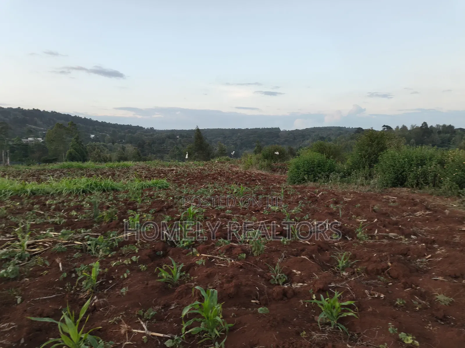 Quarter Acre Plot Is on Sale in Kerarapon Drive, Ngong. Red Soil