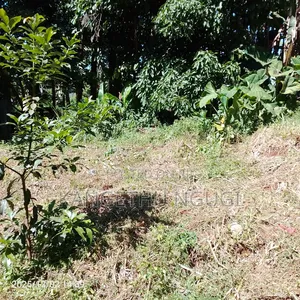Half Acre Plot Tinganga