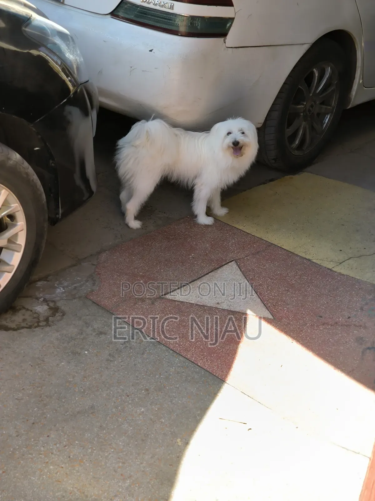 1+ year Male Purebred Maltese