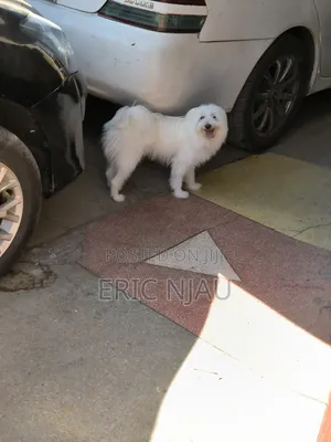 1+ year Male Purebred Maltese