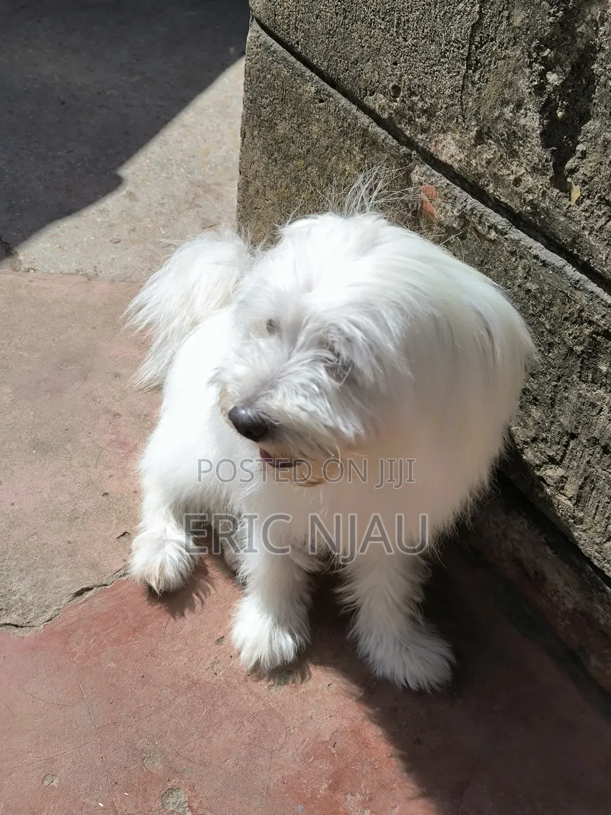 1+ year Male Purebred Maltese