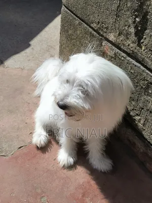 1+ year Male Purebred Maltese