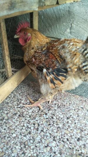 Kienyeji Improved Jogoos - thumbnail 2