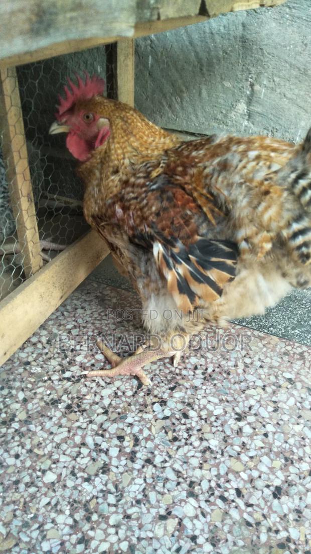 Kienyeji Improved Jogoos - main view