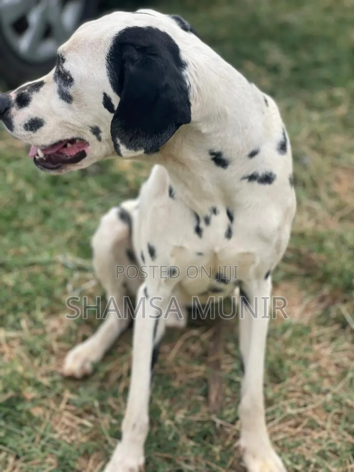 1+ year Male Mixed Breed Dalmatian