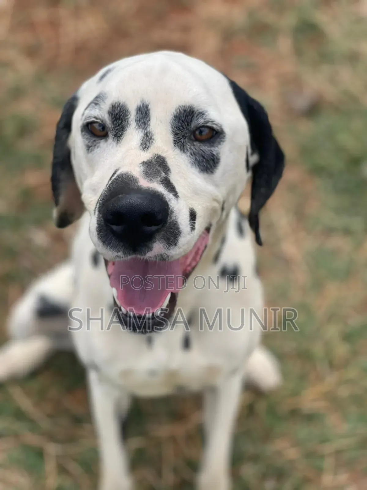 1+ year Male Mixed Breed Dalmatian