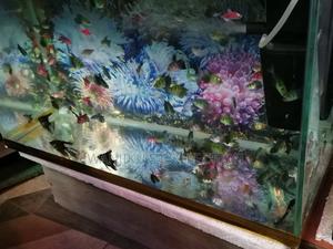 Aquarium Fish - main view