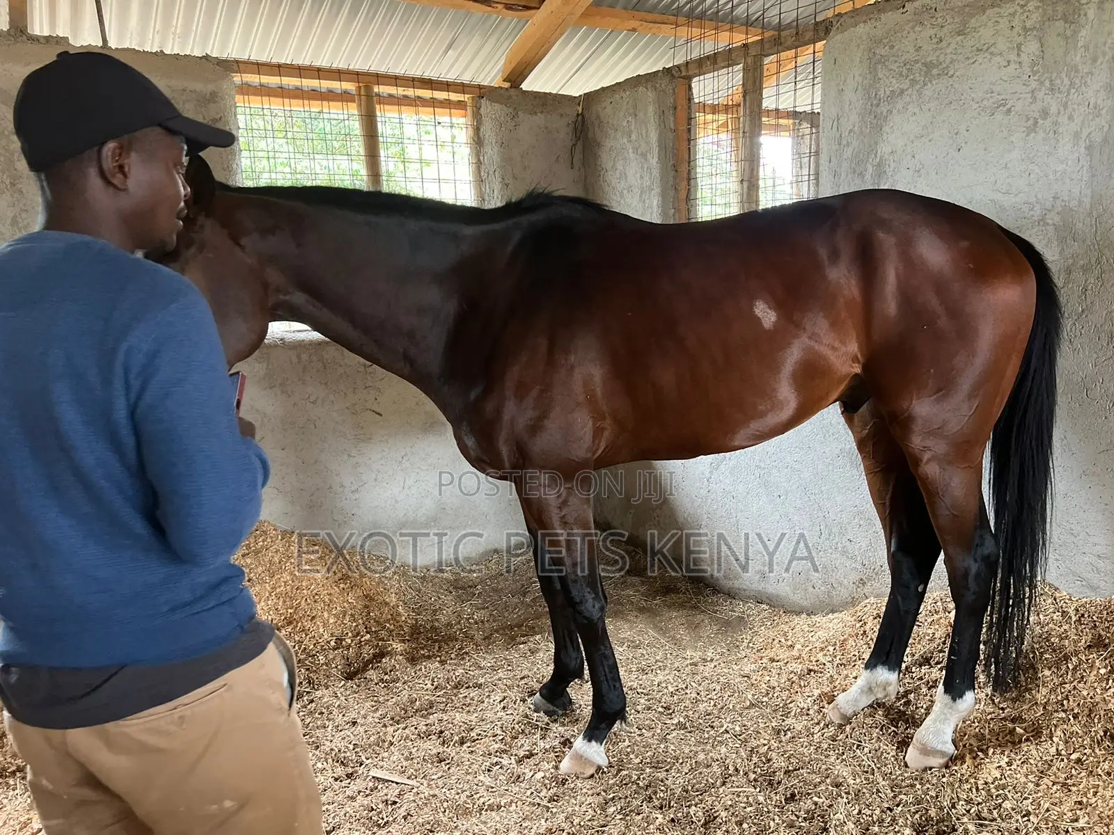 Thoroughbred Stallion 5years Old for Sale