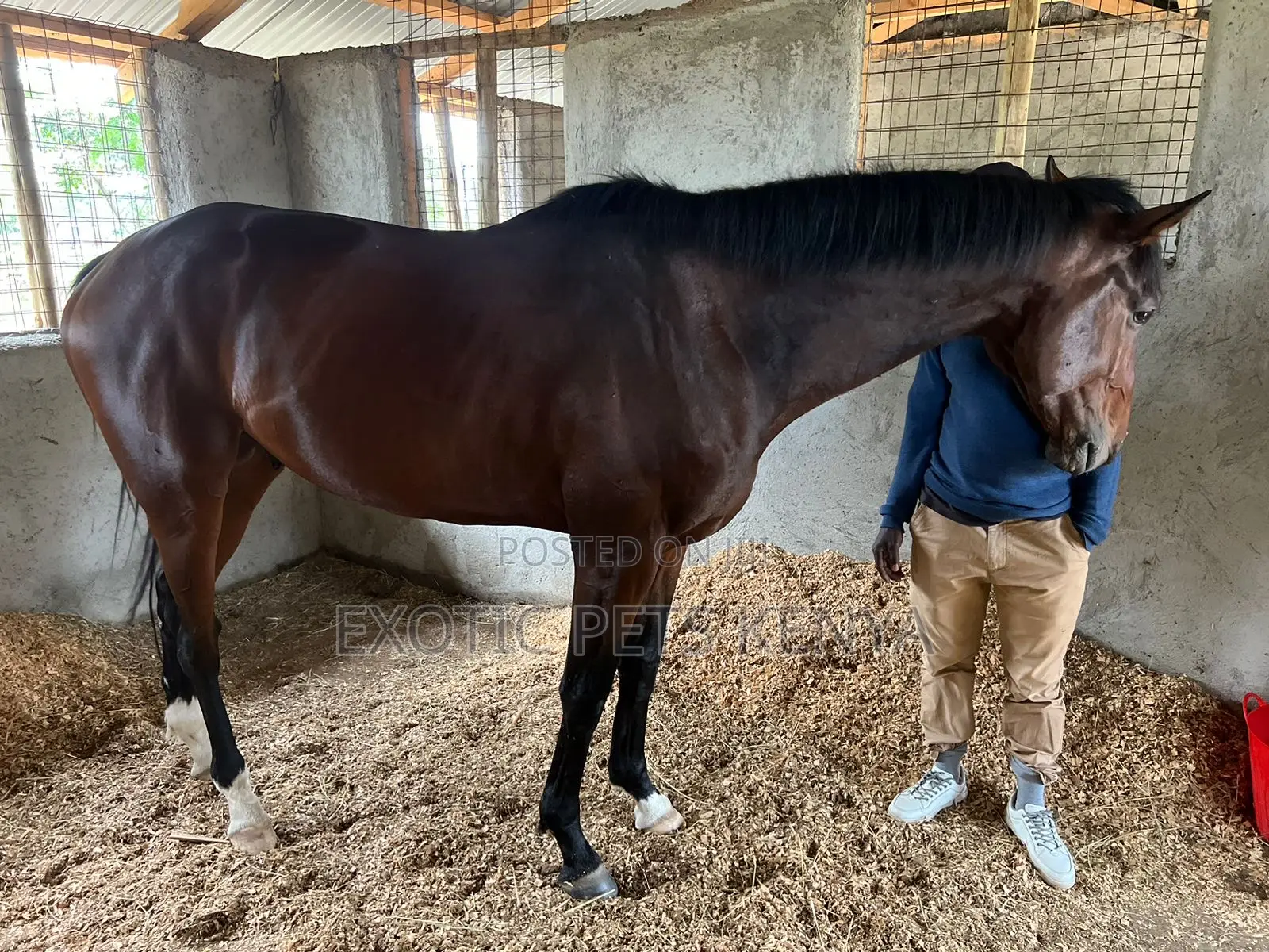Thoroughbred Stallion 5years Old for Sale