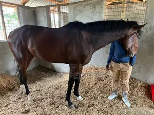 Thoroughbred Stallion 5years Old for Sale