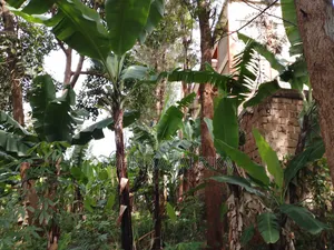 Chuka Town Development Land for Sale. Approximately One Acre.