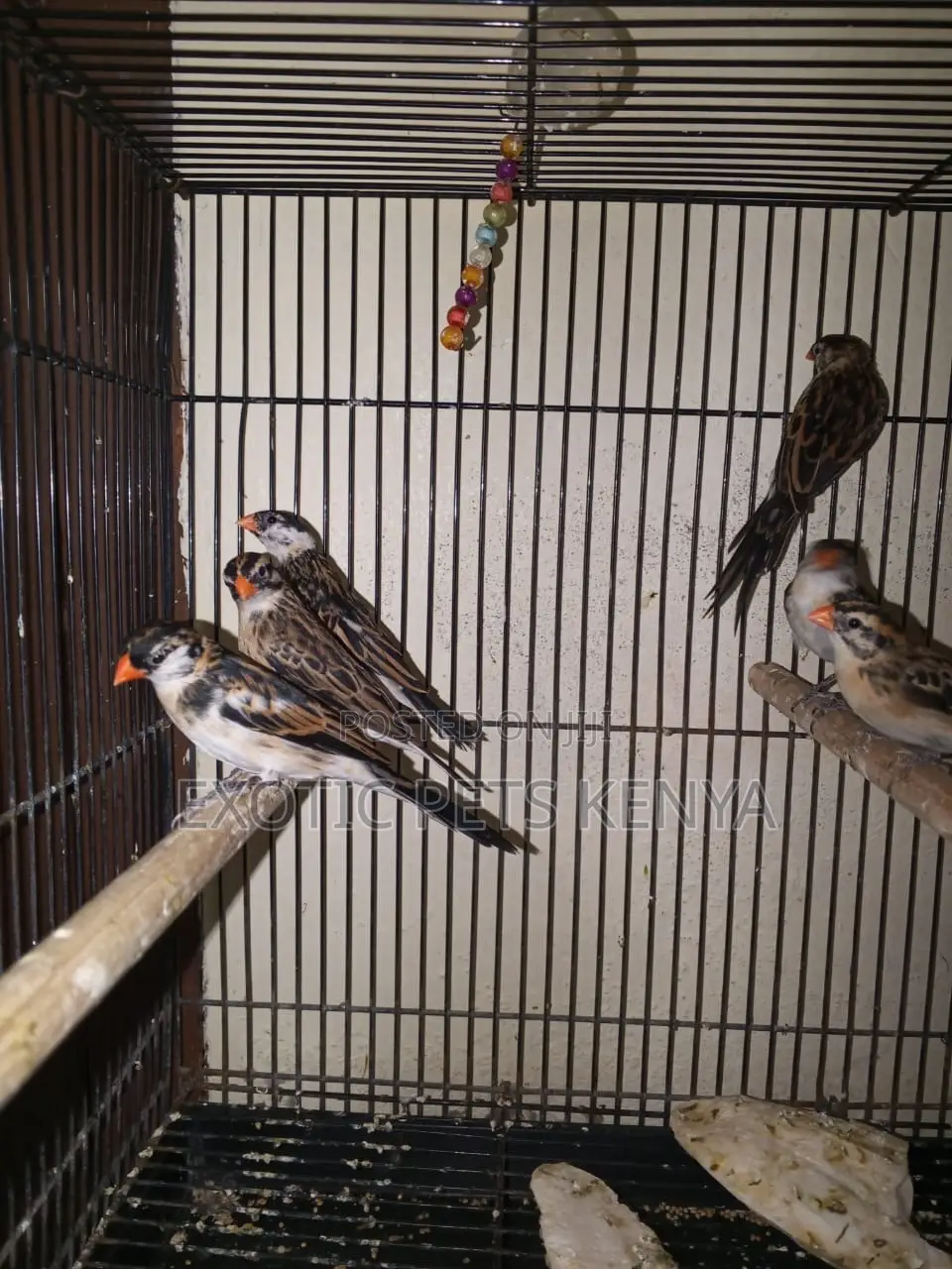 Pin-Tailed Whydah Finches